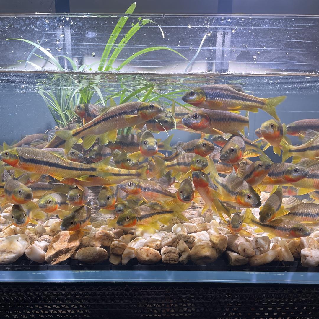 溪流野采溪石斑-溪流缸