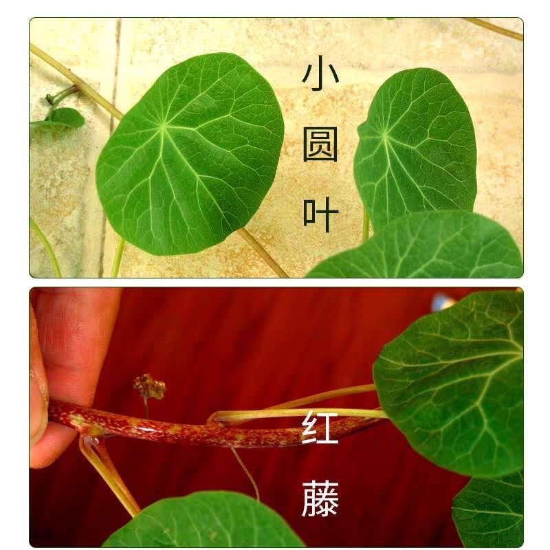 云南的秘密花园