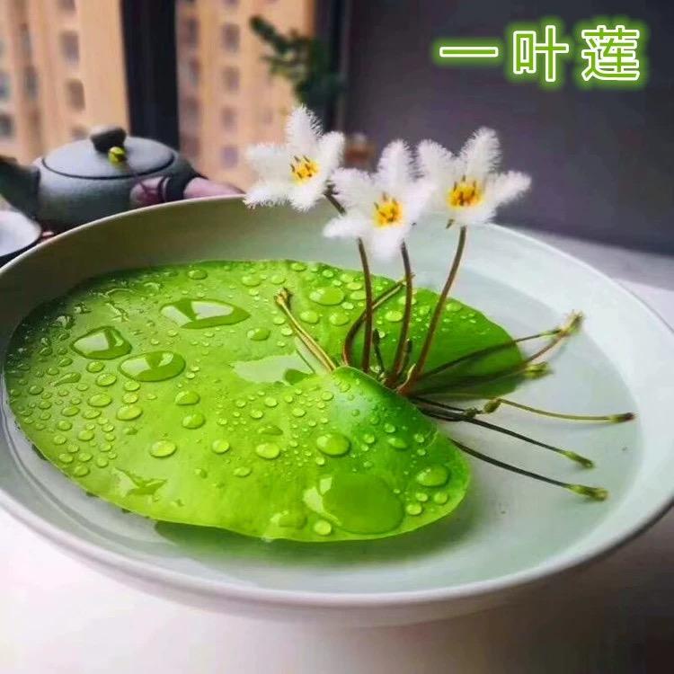 一叶莲睡莲水草浮萍花卉绿植盆栽专业基地