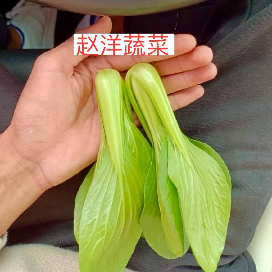 赵洋
