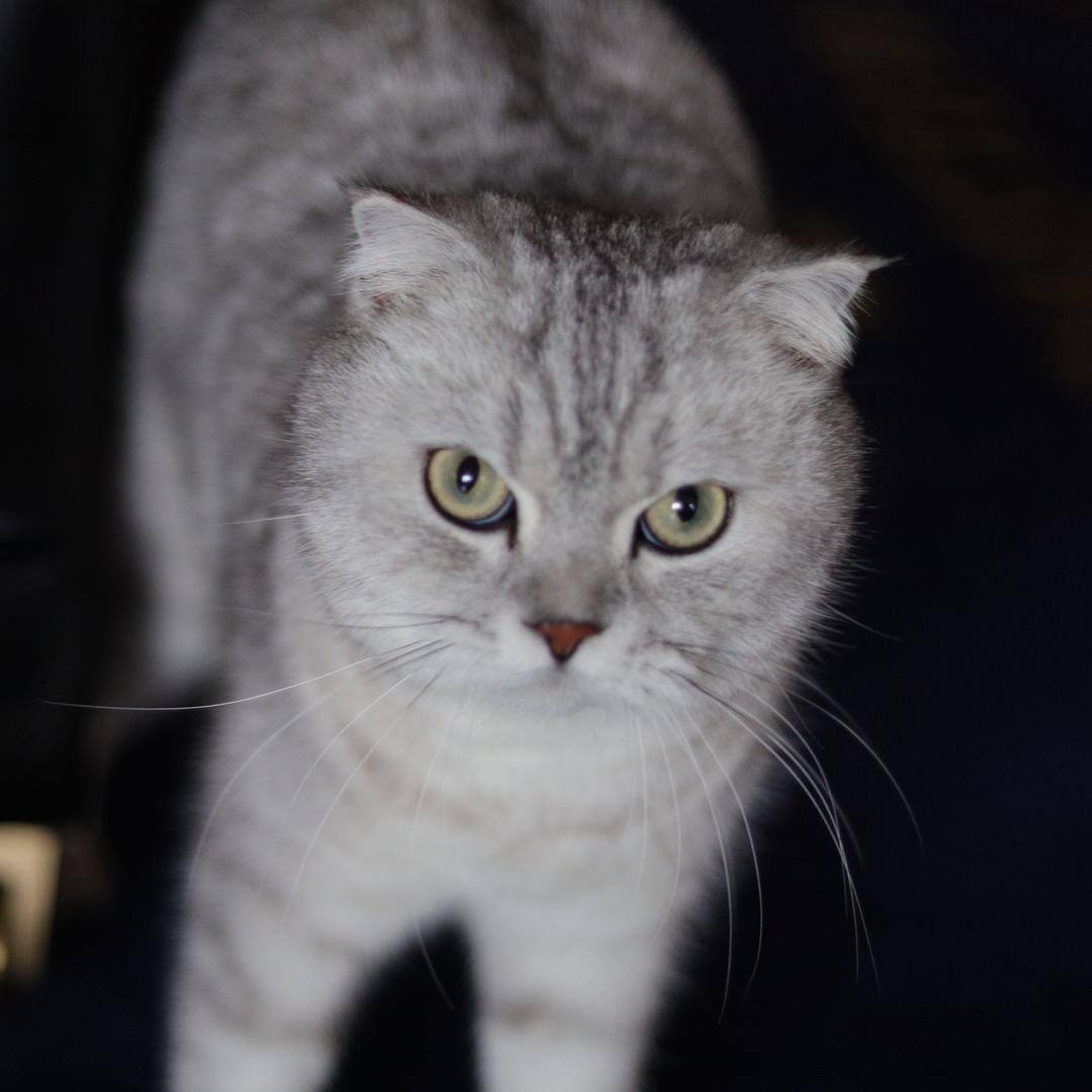 Livia 的钢琴小屋