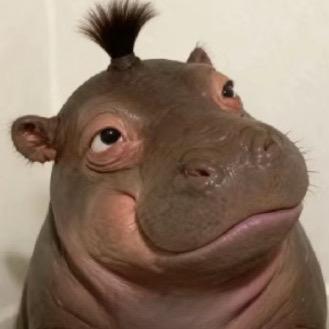 🦛河马