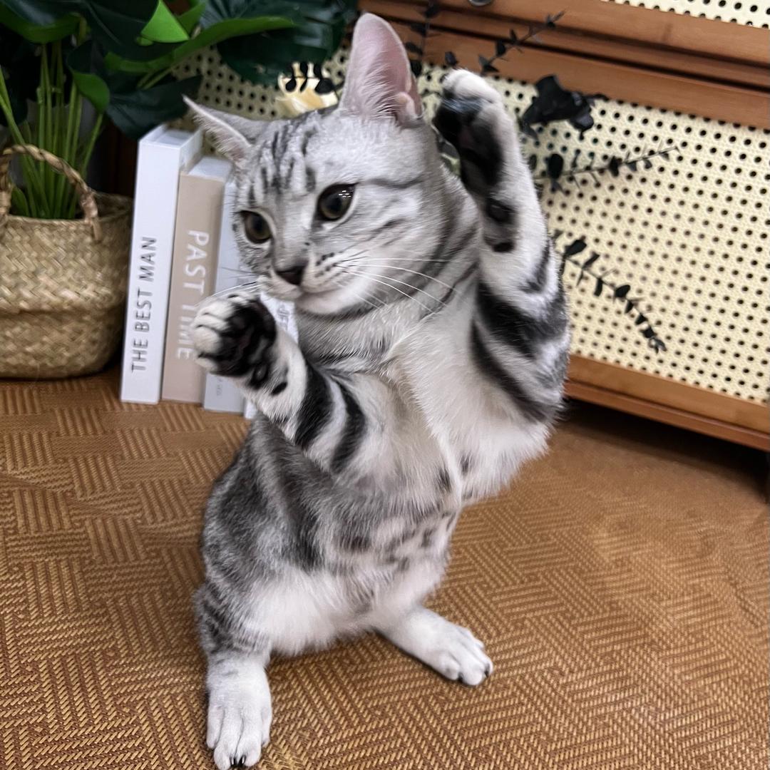 小黑来了