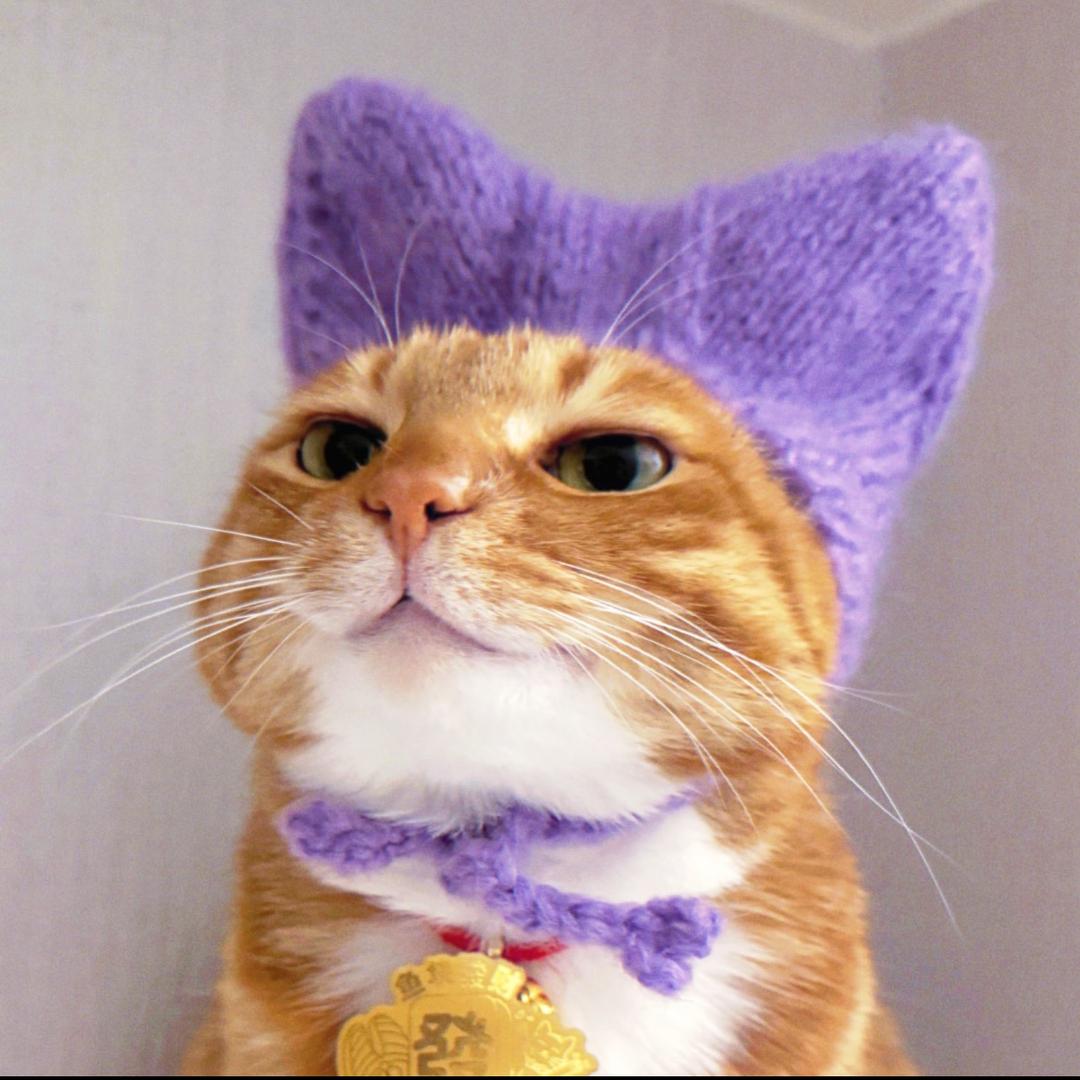多金猫好物甄选