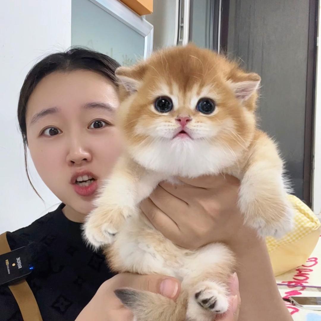 小敏高端宠物（熊版猫创始人）