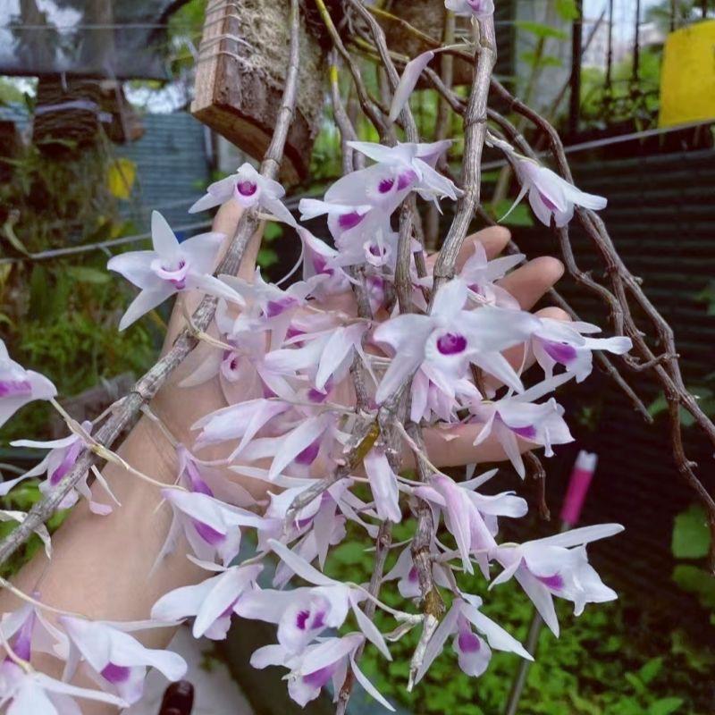 滇斛花苑