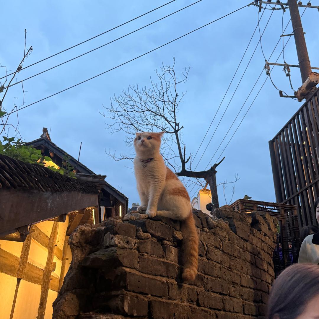 是梅子