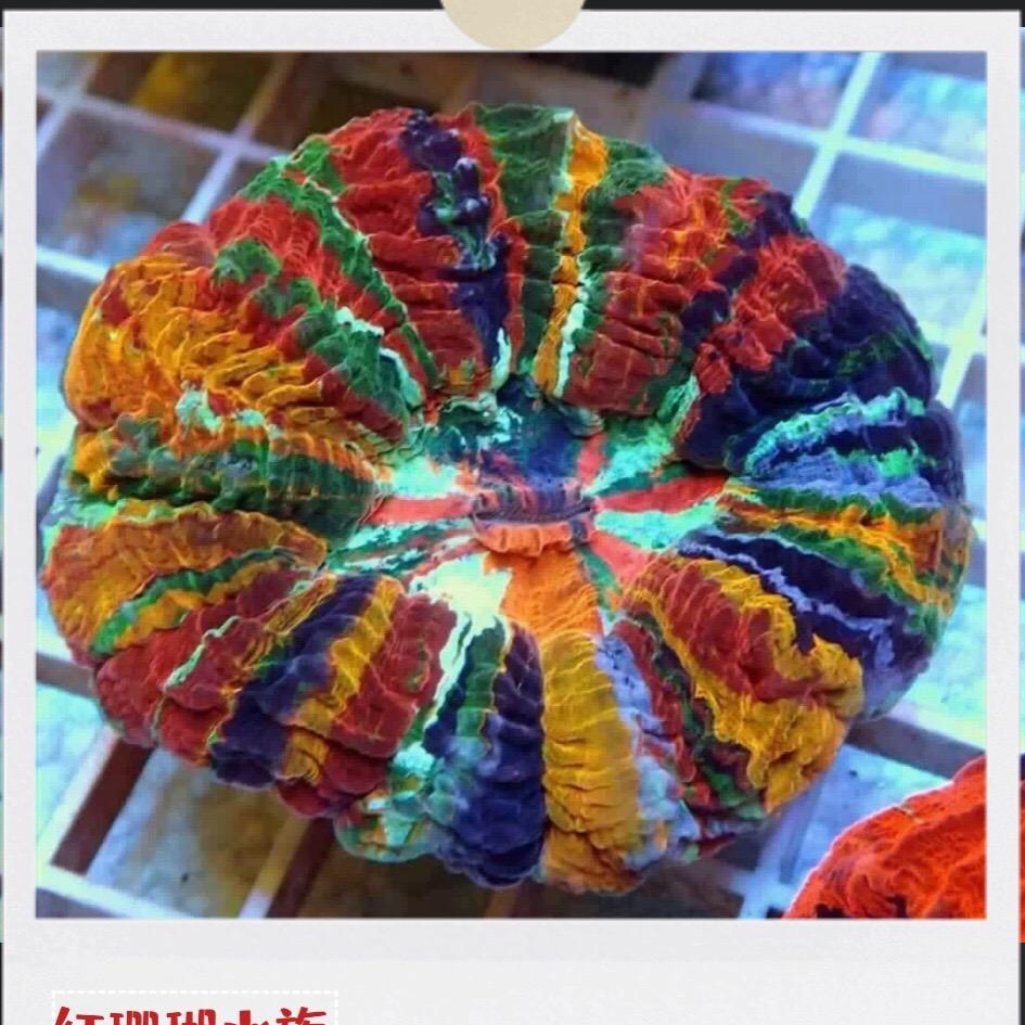 合肥红珊瑚海缸水族店