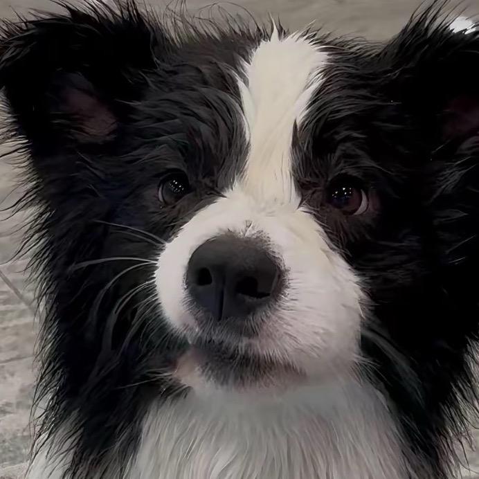 钮钴禄·卡比兽