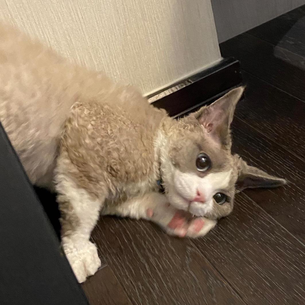 🌈帅气的我今天又去毁灭世界