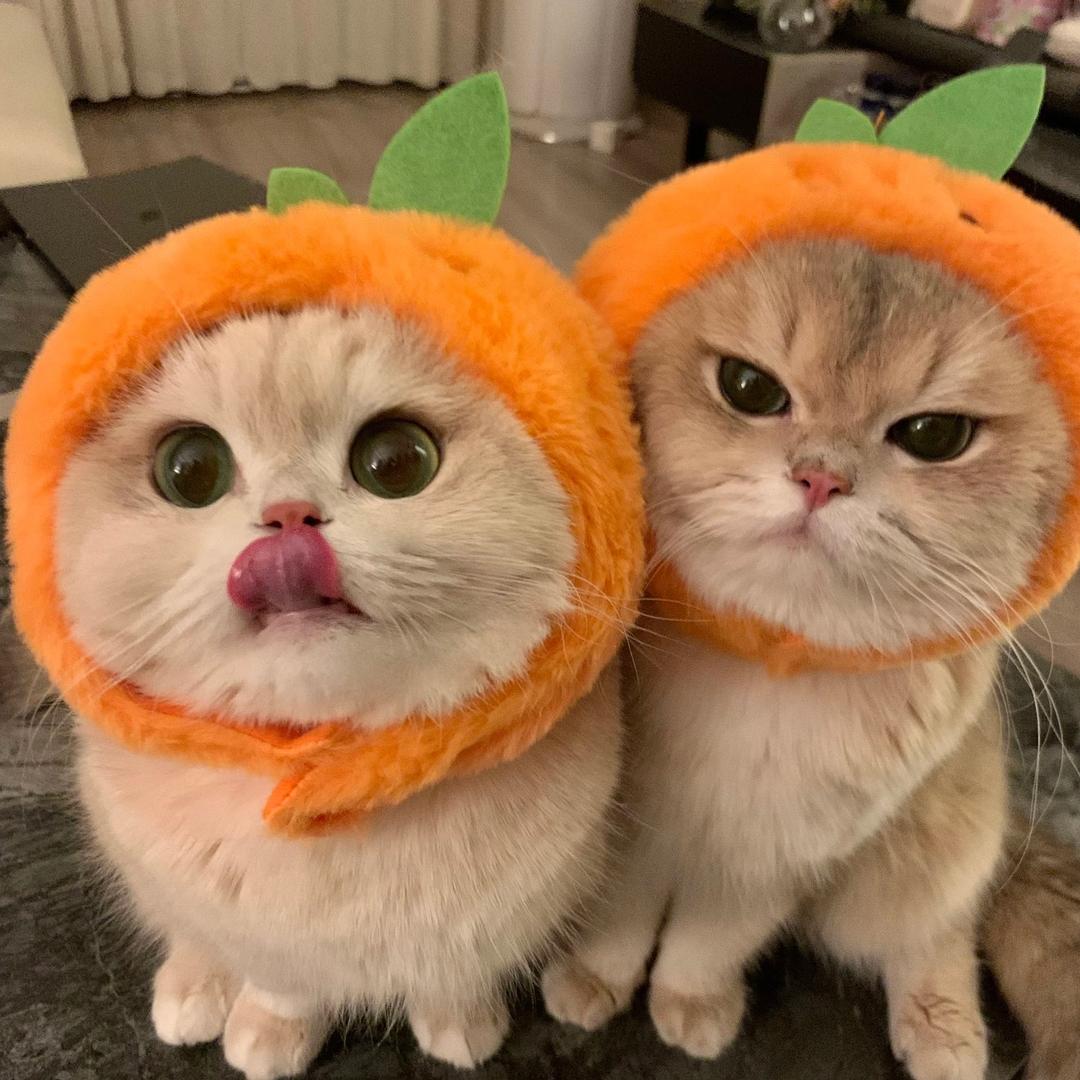 萌喵之屋