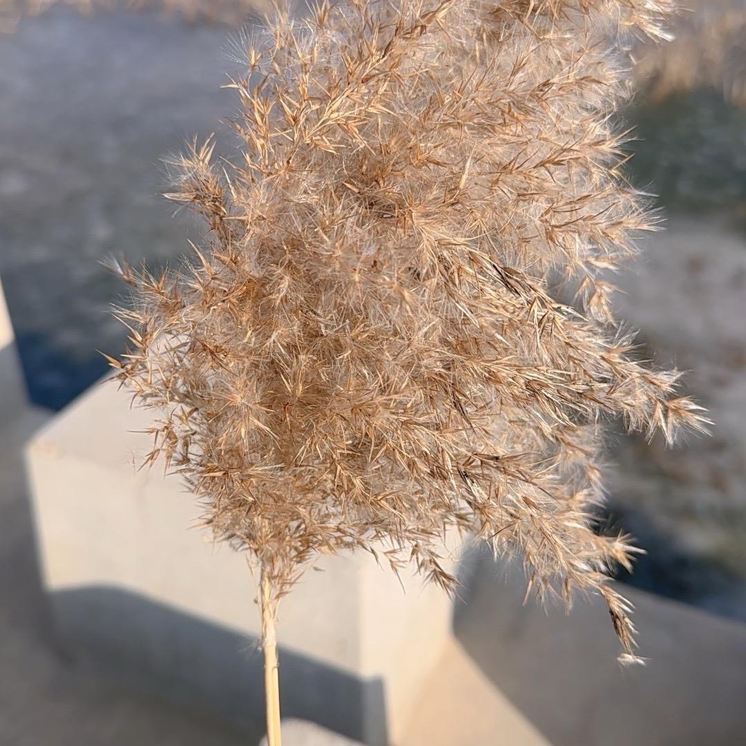 爱吃香菜——贝壳火锅