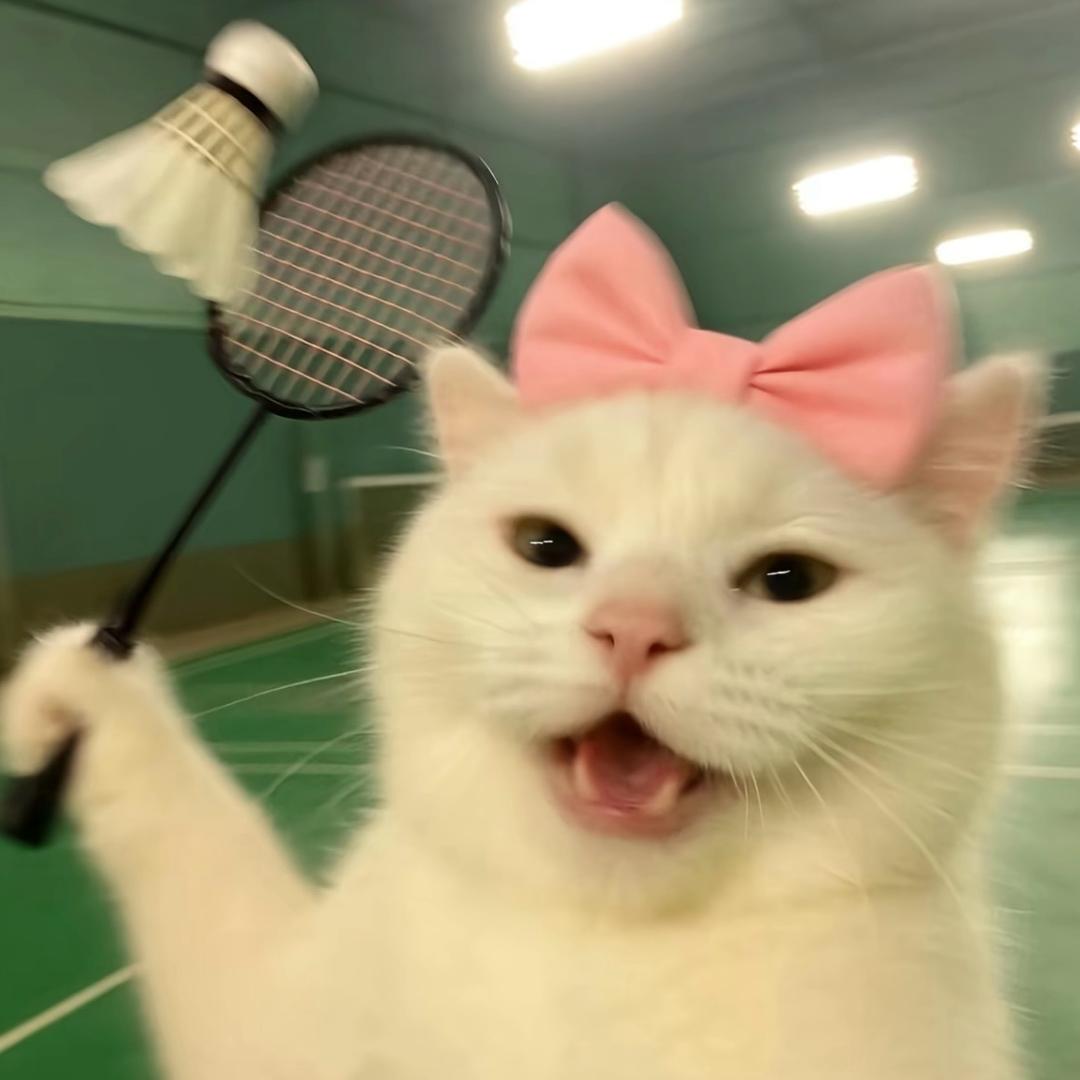 你的猫思😺