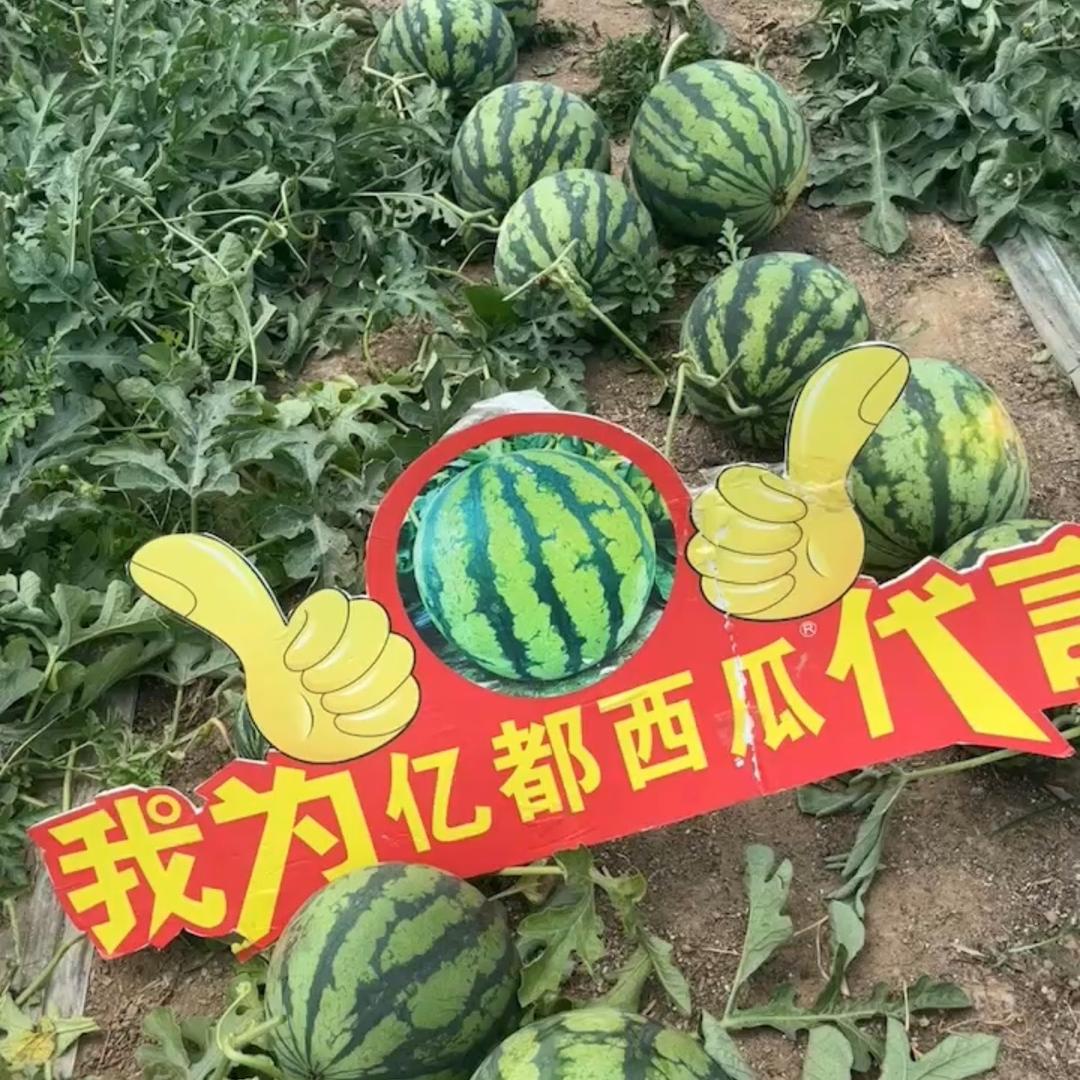 程嫚瓜果蔬菜全国代发