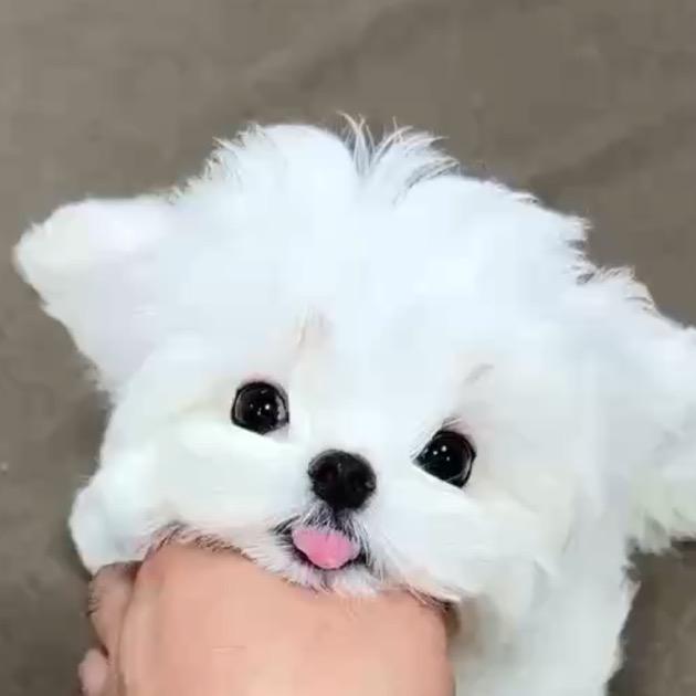 衢州墩墩宠物
