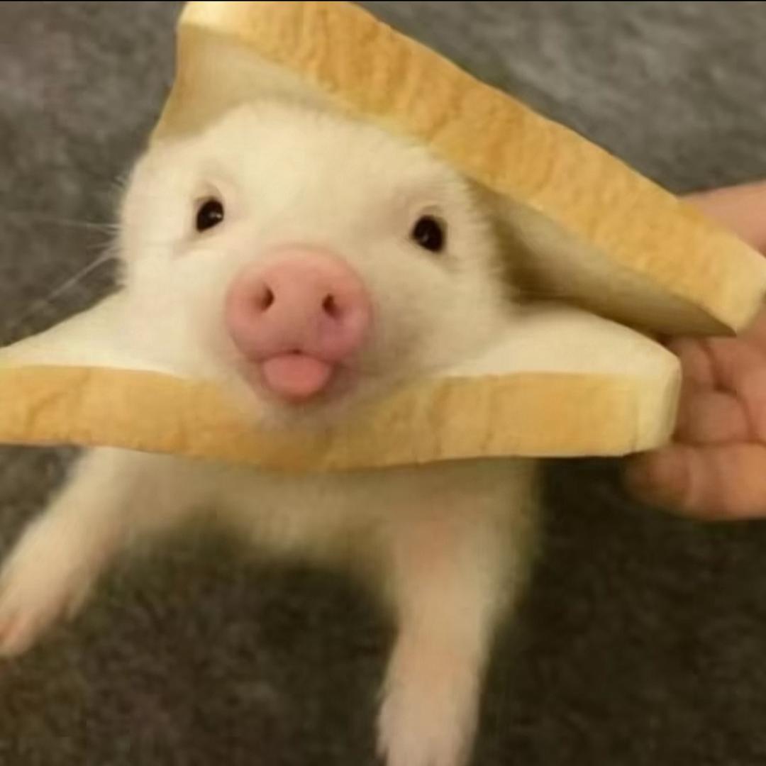 其實你討厭我的樣子也很可愛