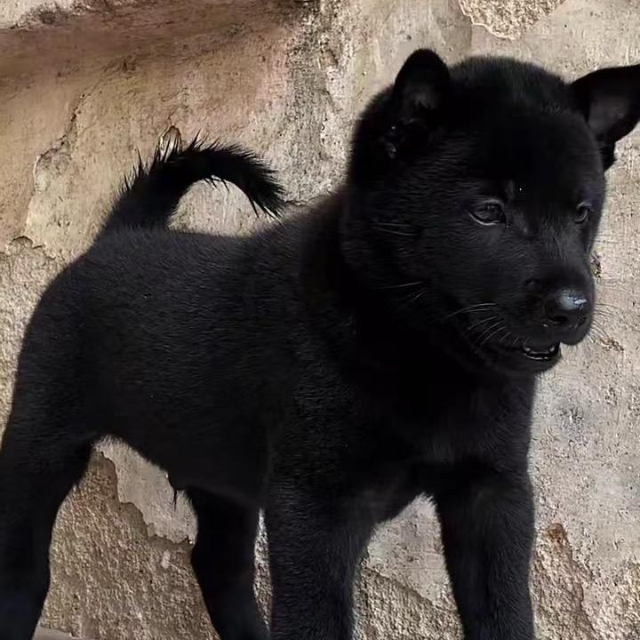 猴哥淘田园犬