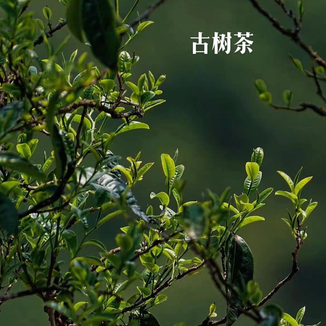 临沧曼森茶叶🌱