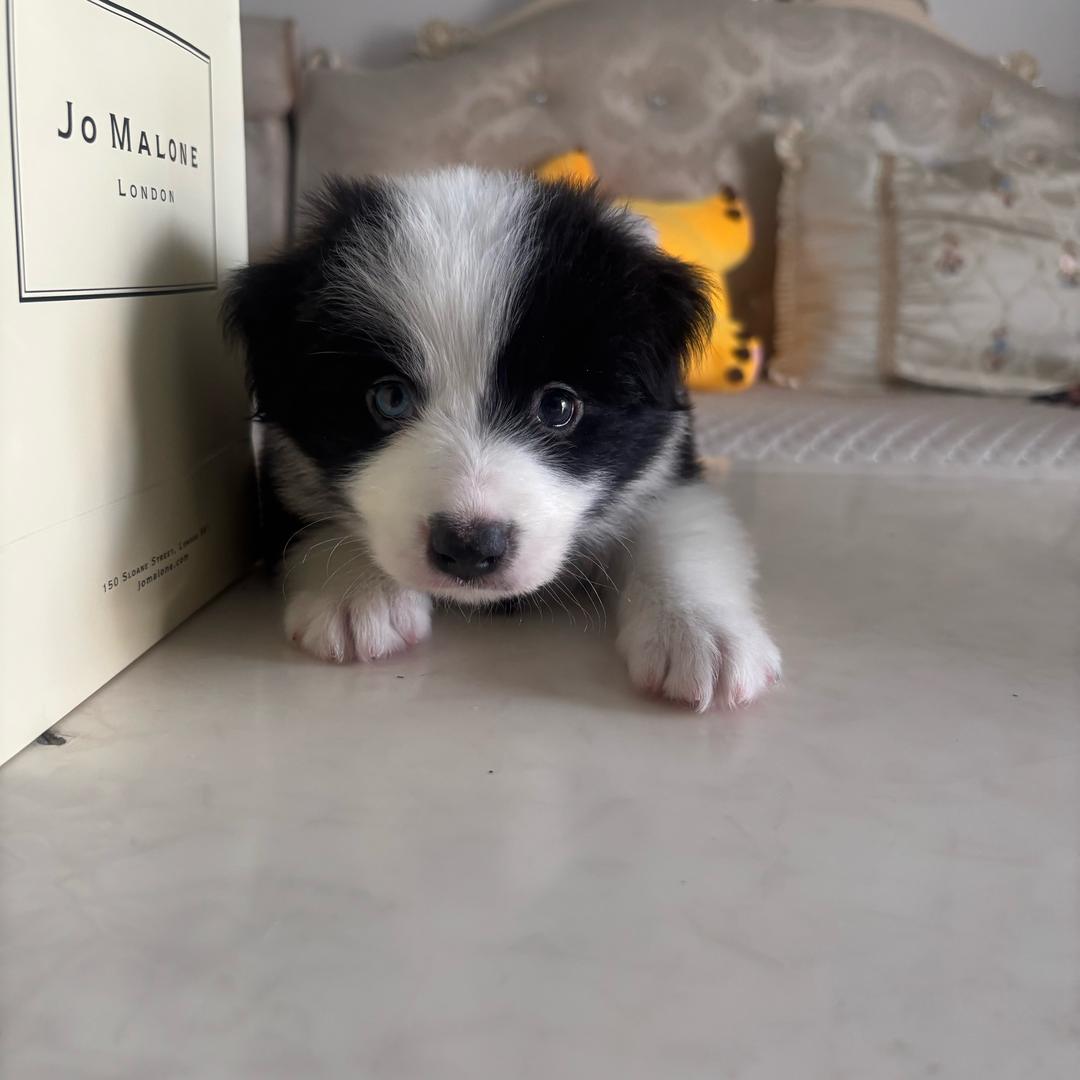 来财是我的闺女🐶