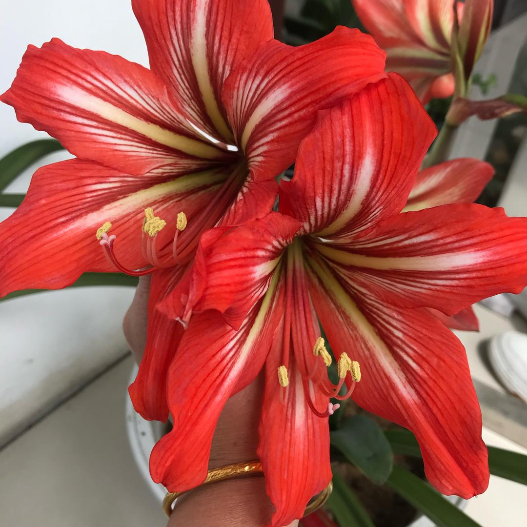 a🍃岁月如歌🌹