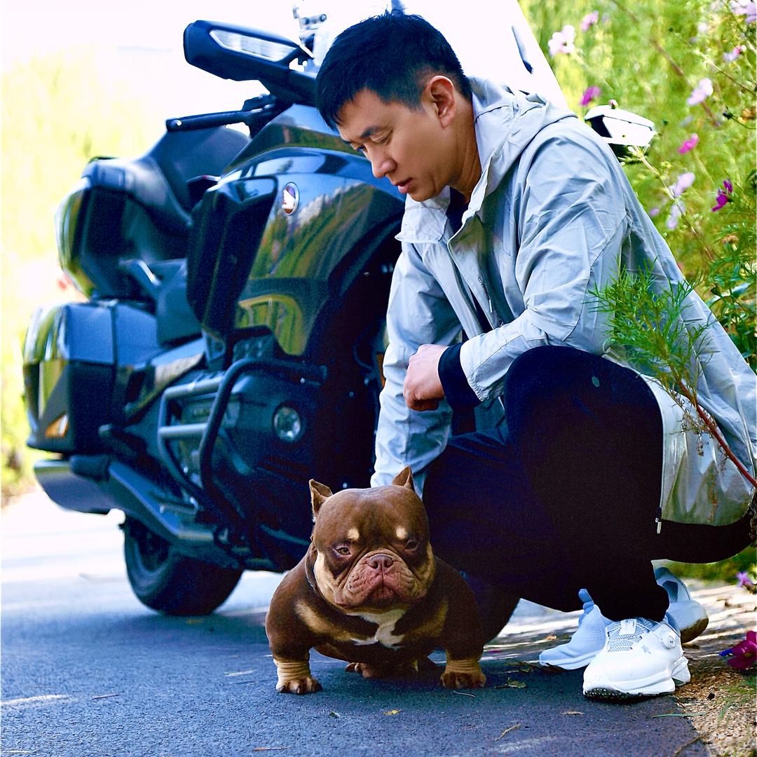 米卢恶霸犬