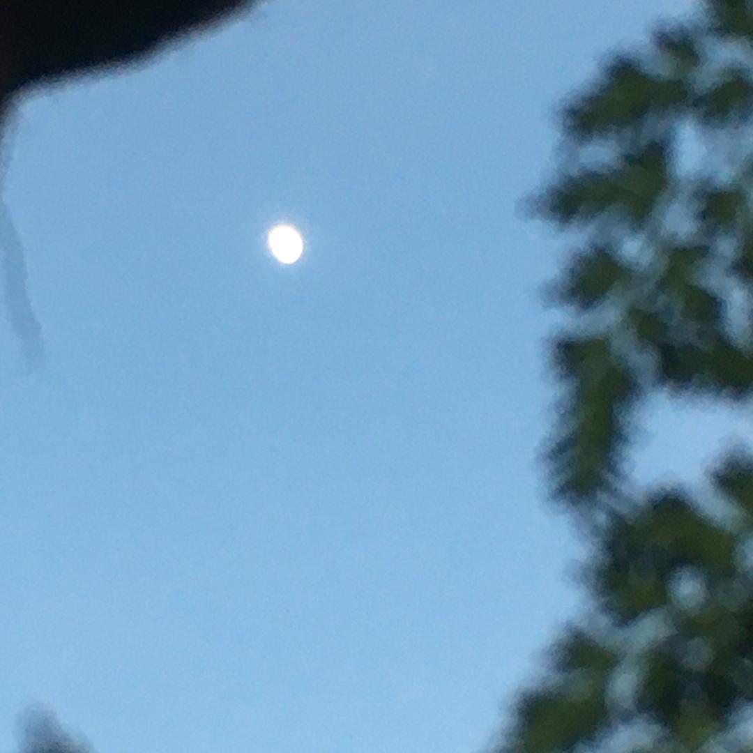墨鸦