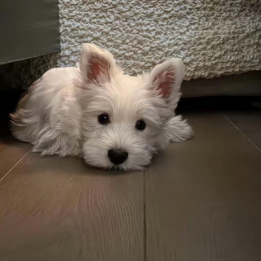 #dgikfkelfknfieicovl