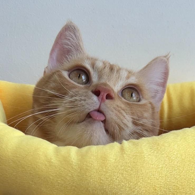 小陈家的猫