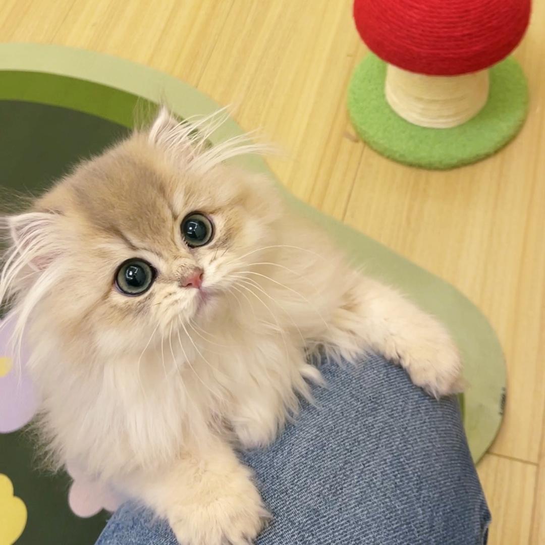 一Da坨坨🌟猫猫头
