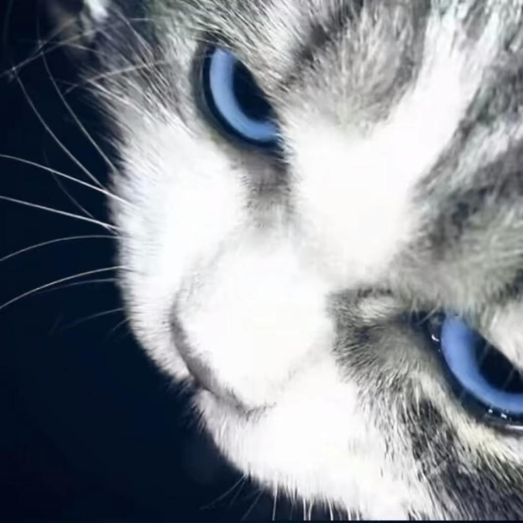 折耳根拌洋芋🥔