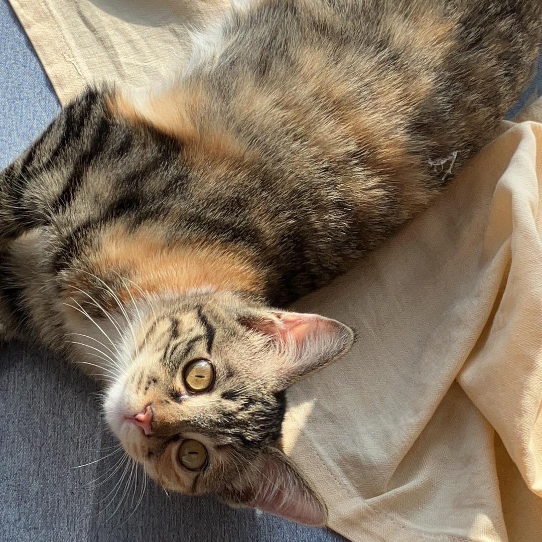拖拉机是条猫