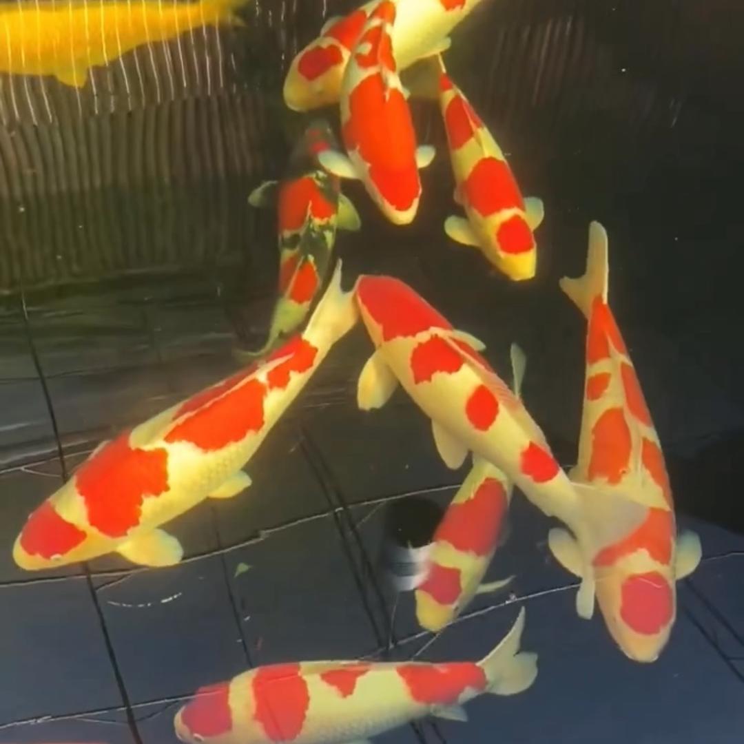 熊猫锦鲤