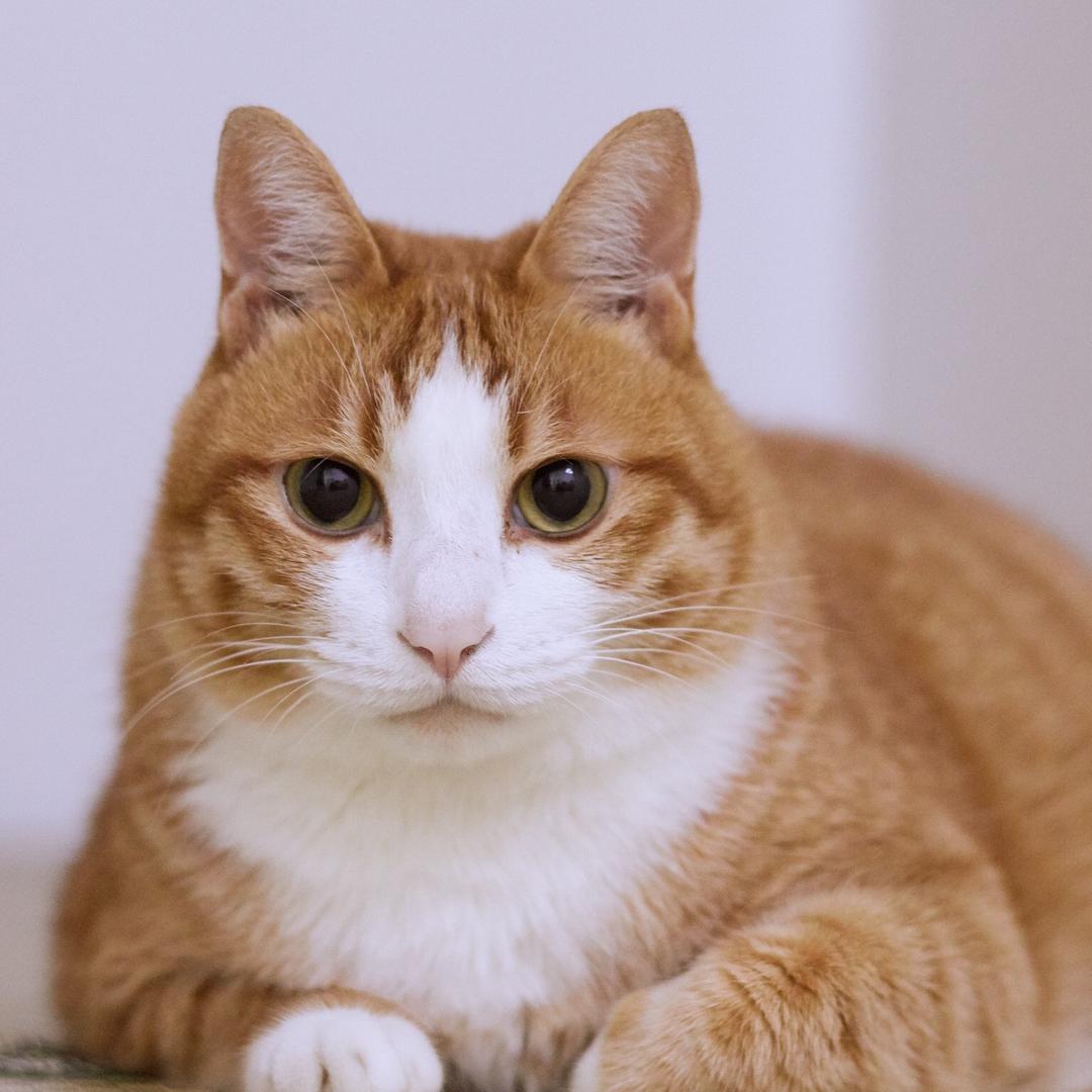 是木瓜吖🐱
