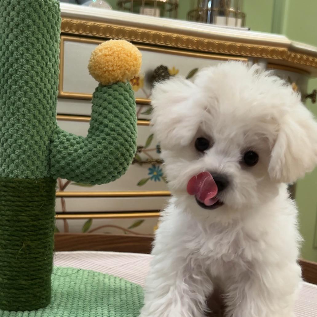 雪糕是小熊