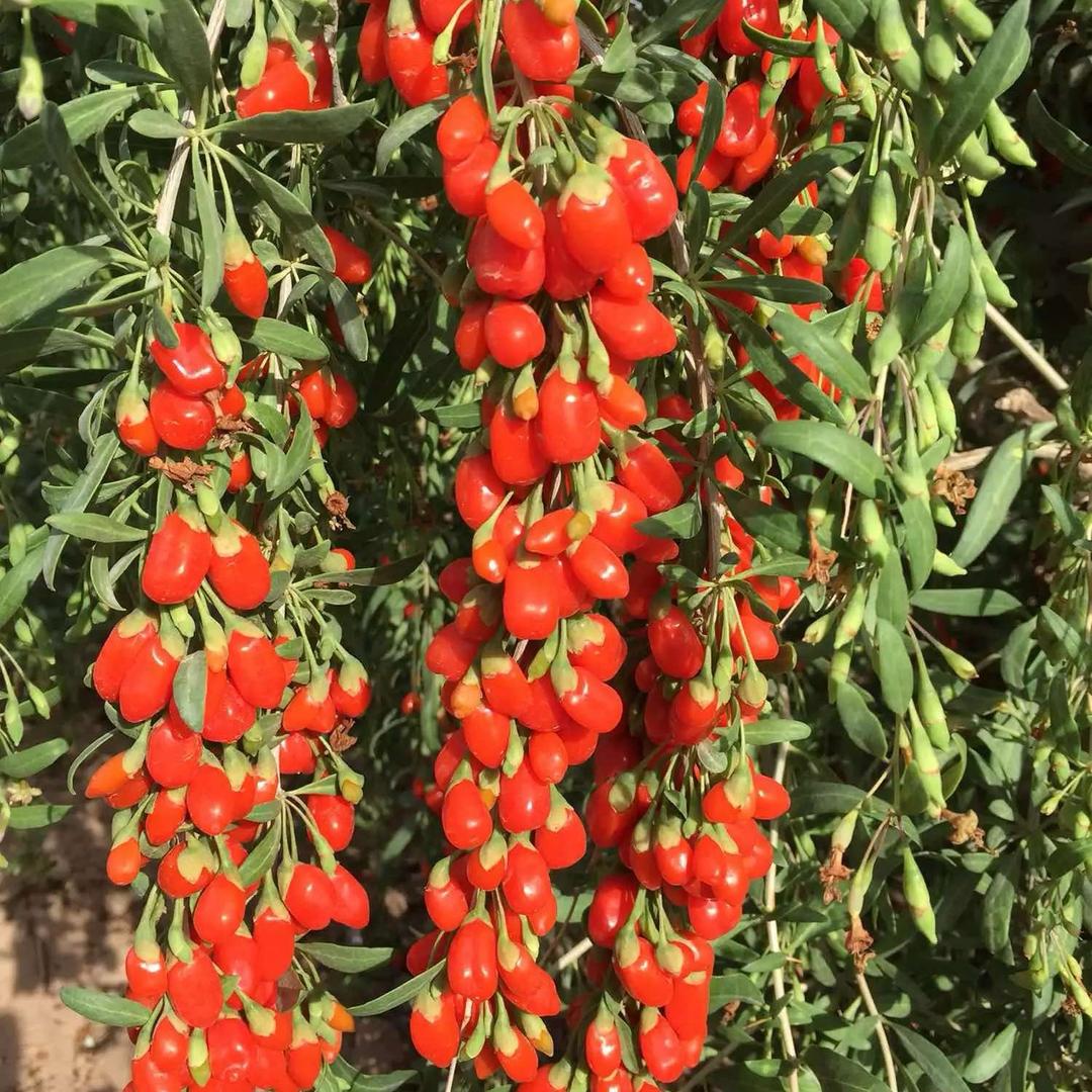 杞鸿康枸杞平台