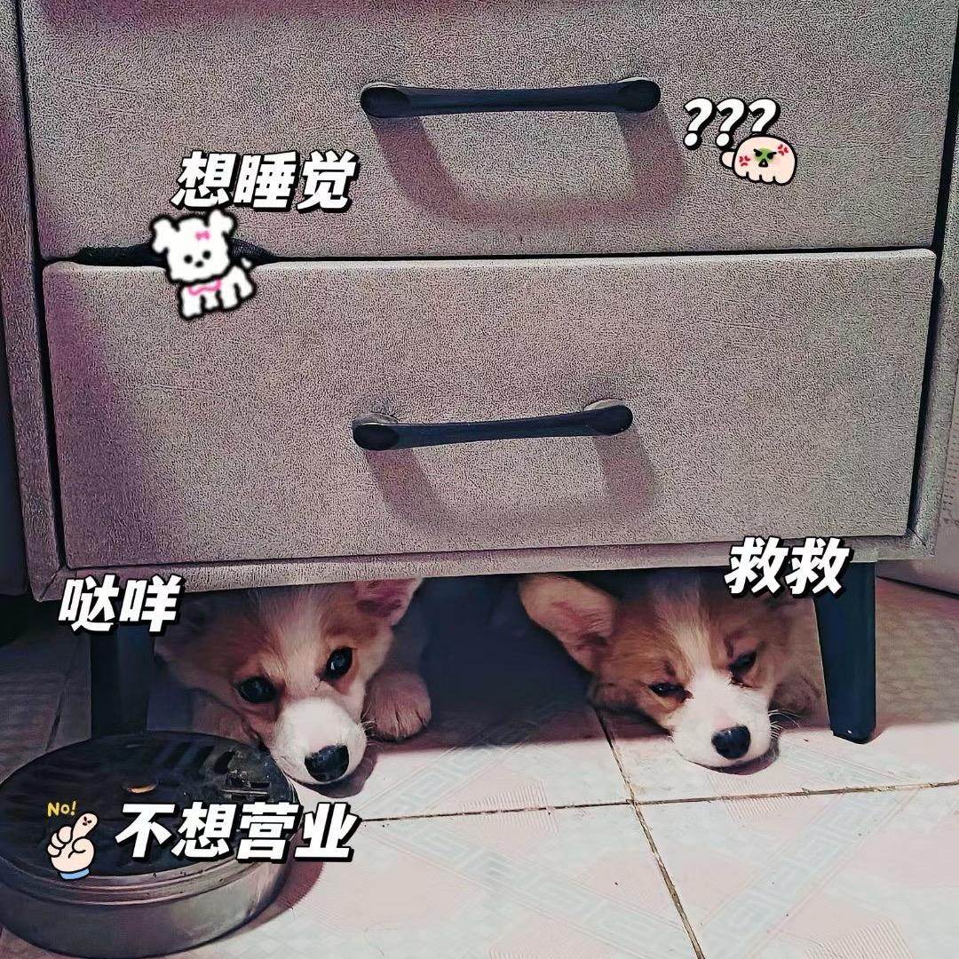 Coco，妞妞