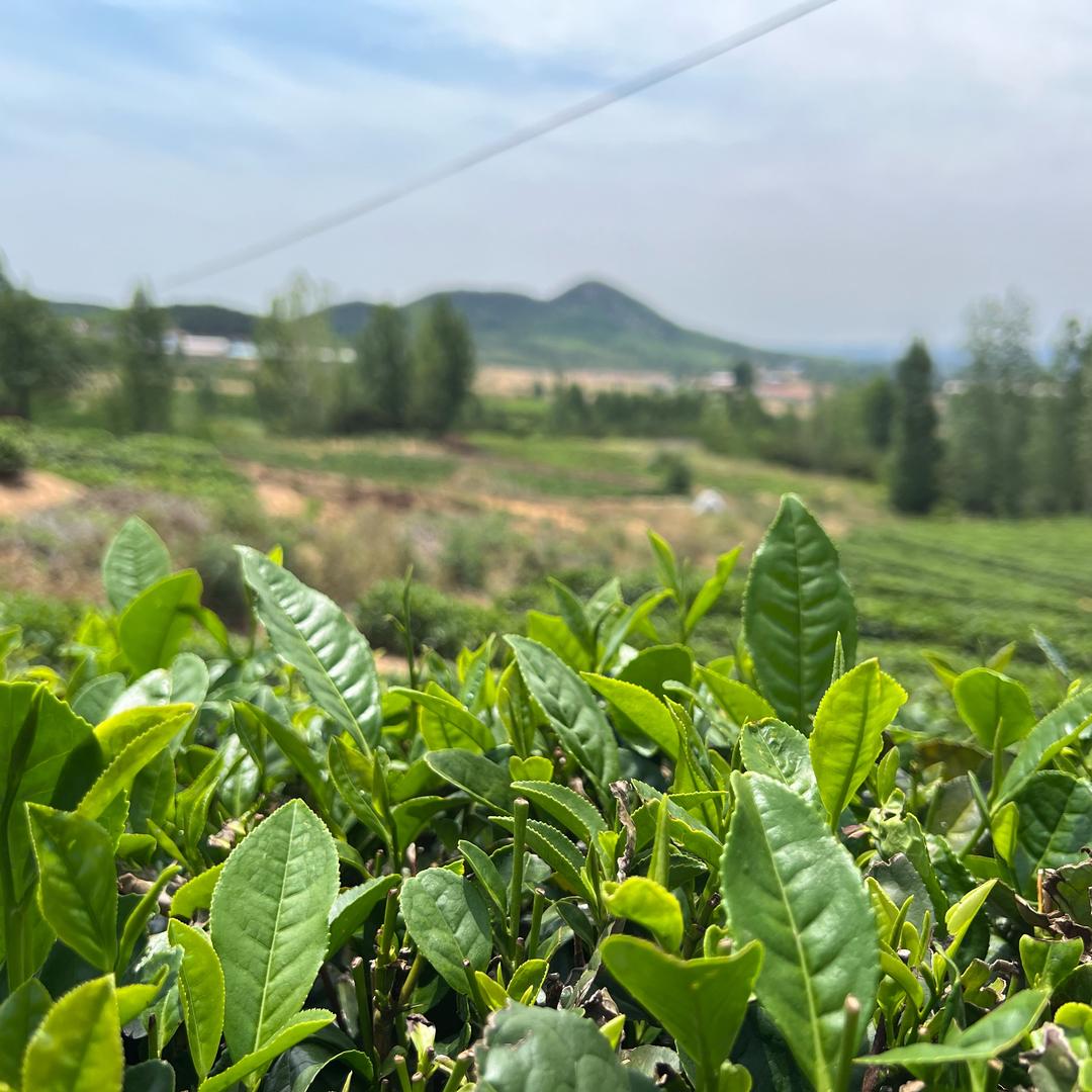 北国春来春满园