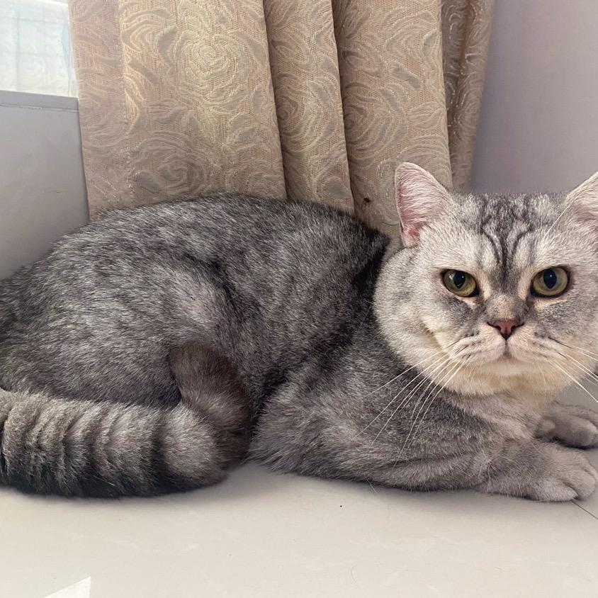🐱包子