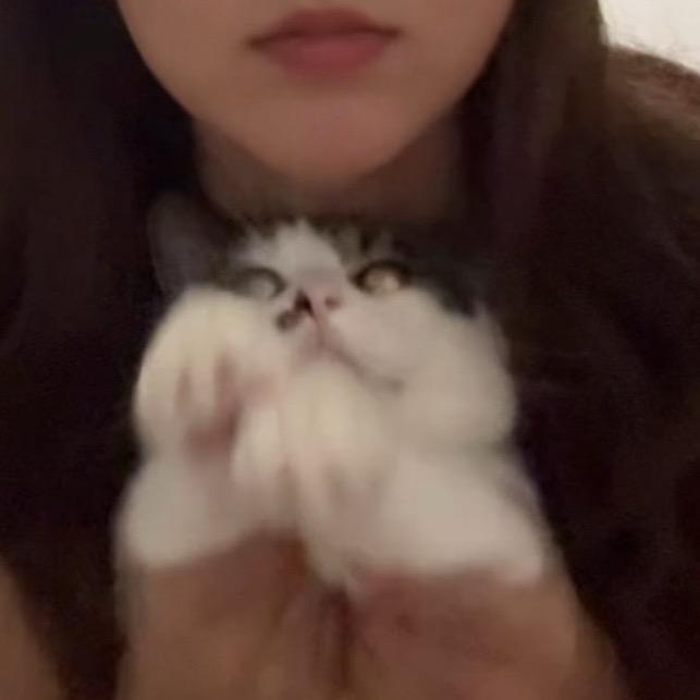懒猫就是懒猫