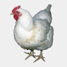 🐓咯咯哒（稀有品种）