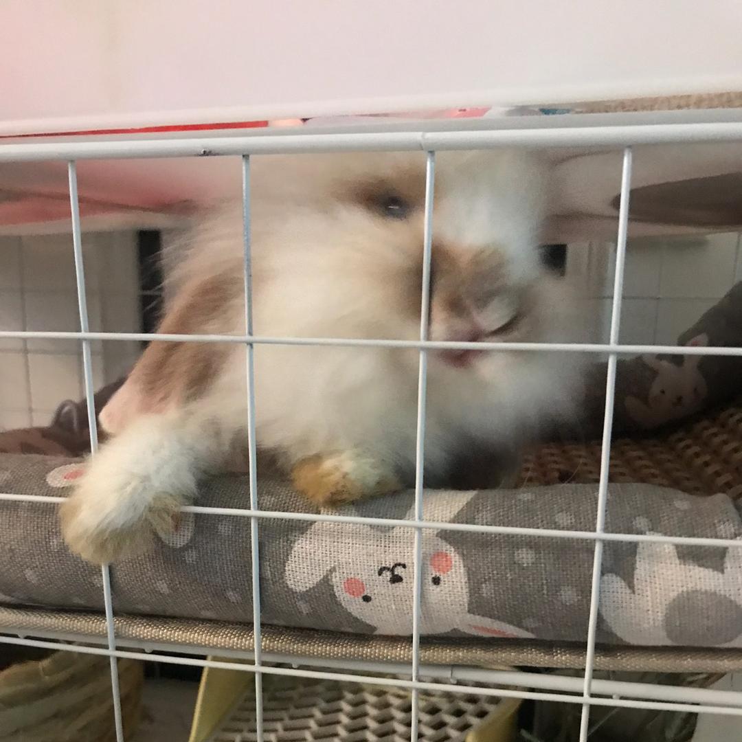 一只小兔崽只