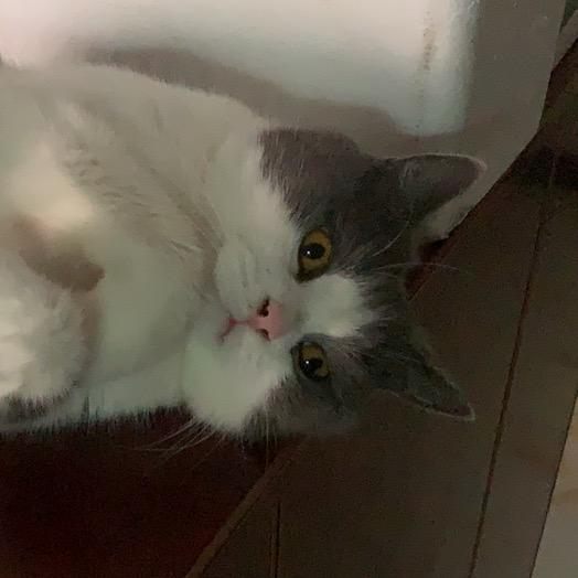 旺财是只猫🐱（当狗版）