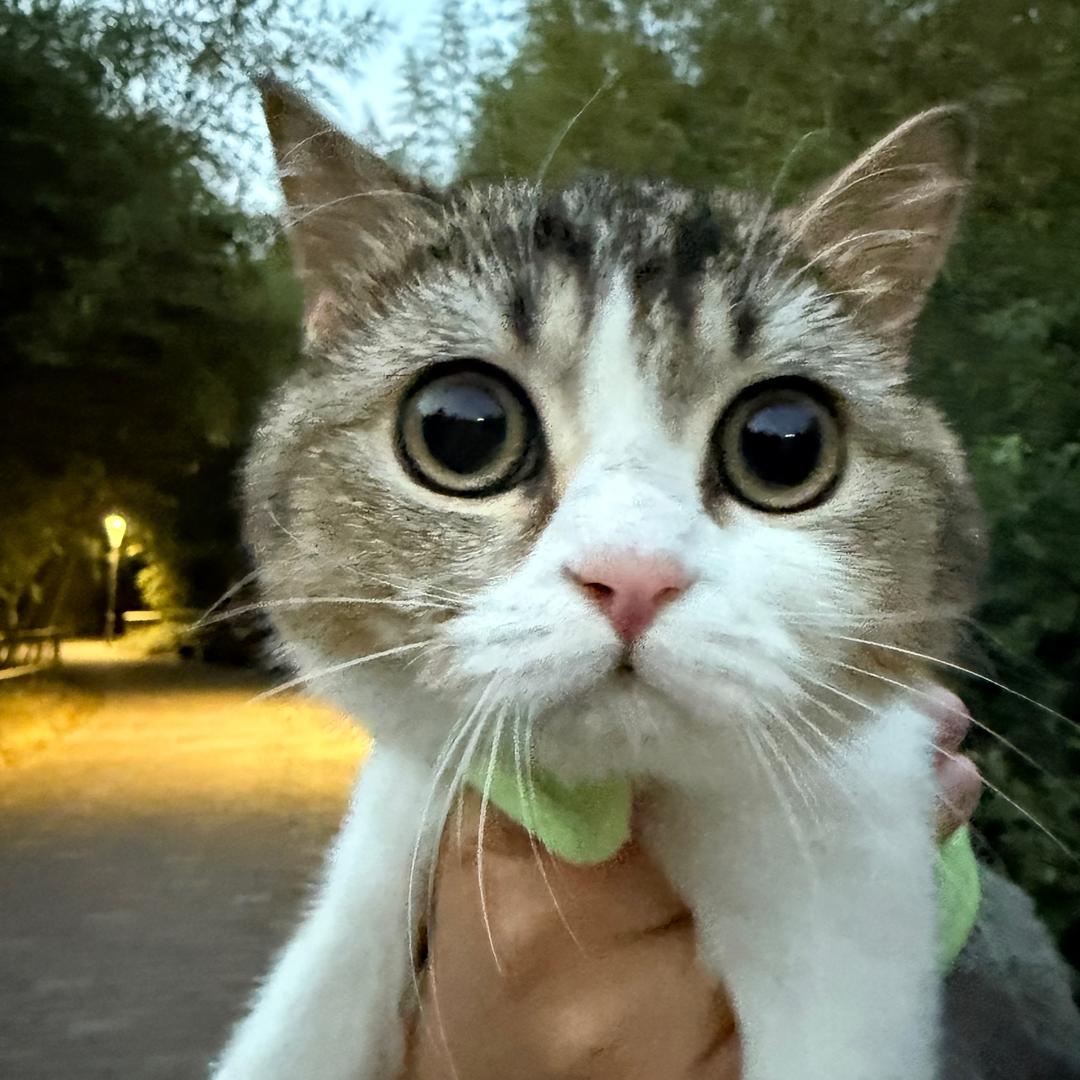 桥段干嘛呢