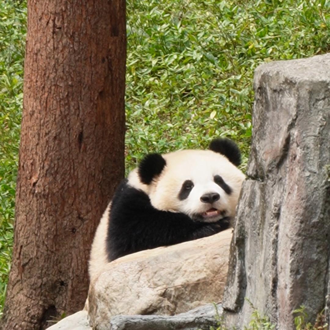 七宝-熊猫小爬爬