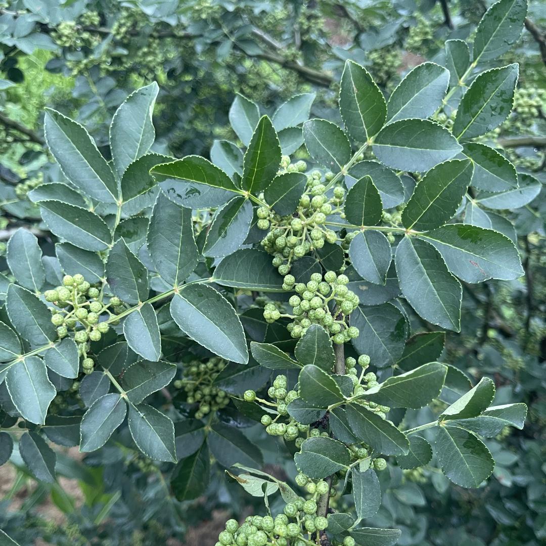 本地新鲜青花椒