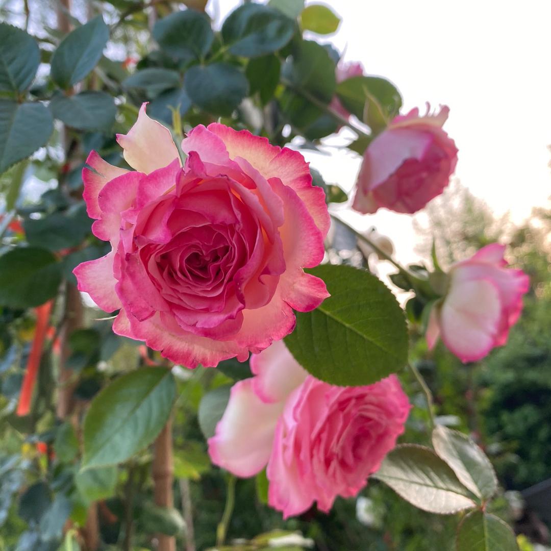 @嗯嗯花园 欧洲爬藤月季蔷薇花