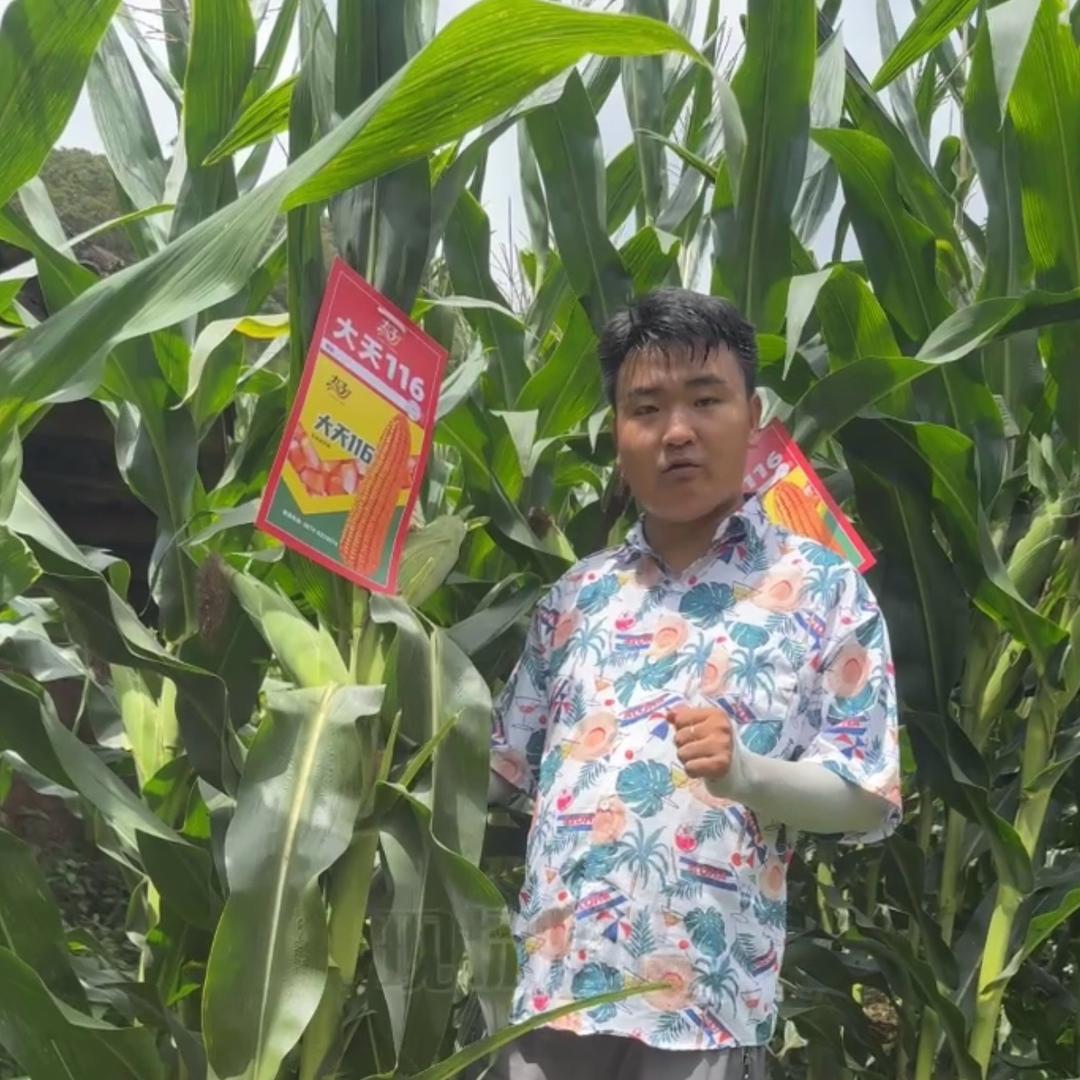 丰收乐啊祖说玉米