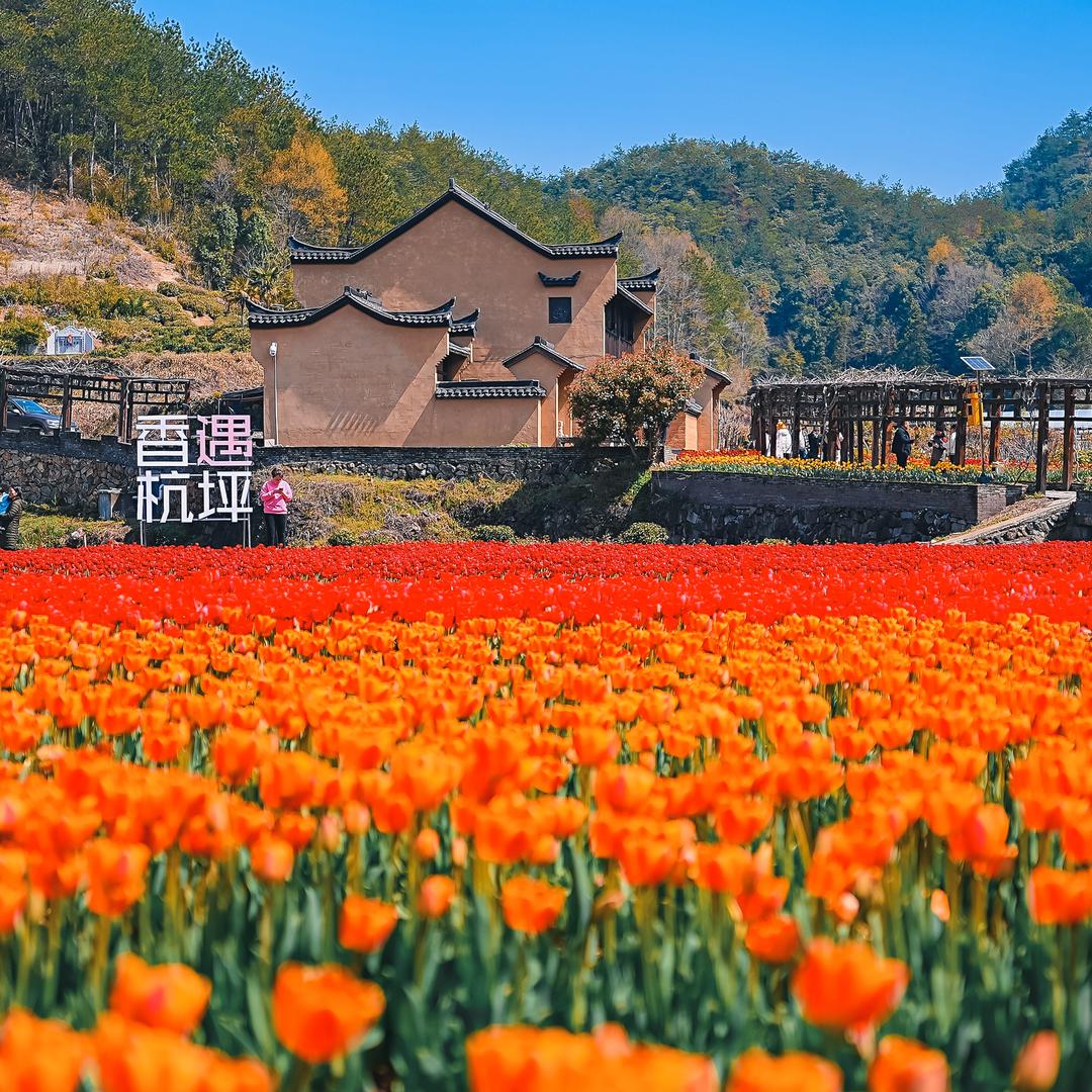 王安园艺（浙中鲜切花源头基地）