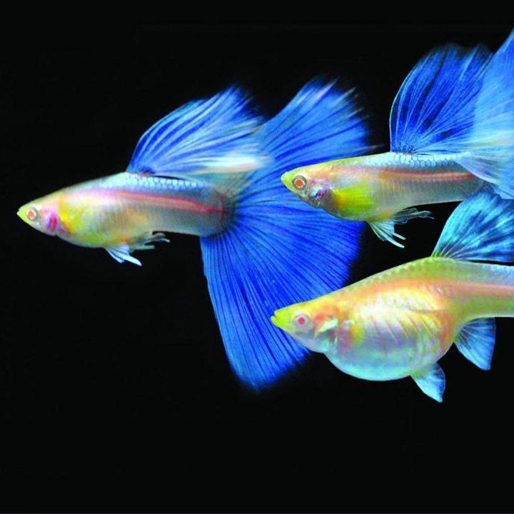 渔来渔往水族店
