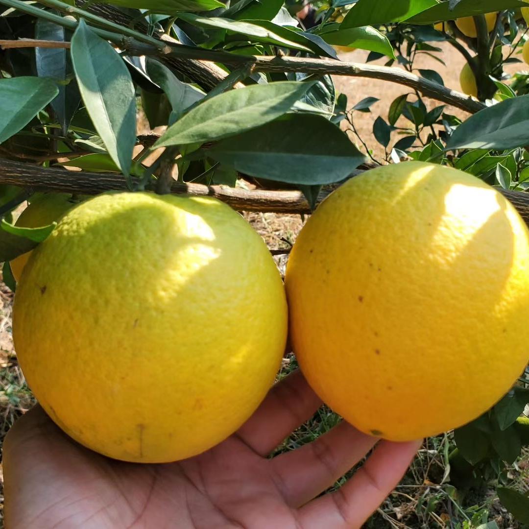 赣南脐橙甄选小铺